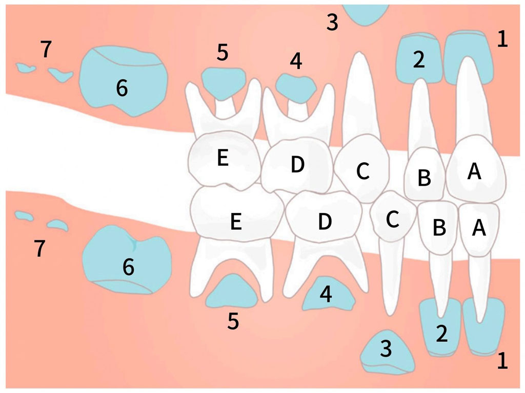 3歳の頃の乳歯と永久歯の生え方と発育の状況